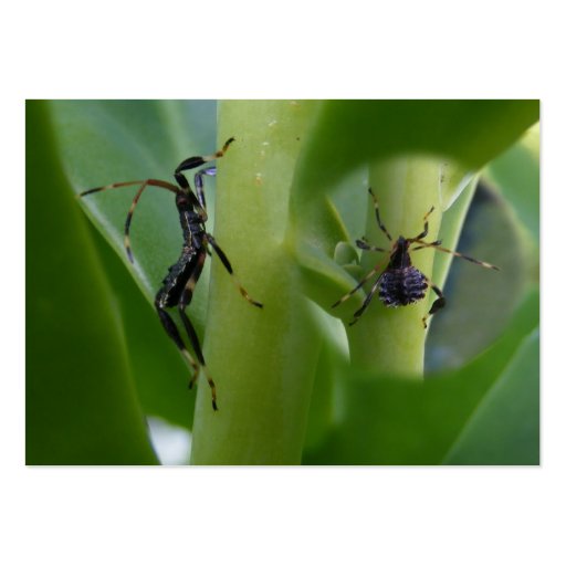 Leaf Footed Bug ~ ATC Business Cards (front side)