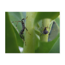 Leaf Footed Bug ~ postcard by Andy2302 Leaf Footed Bug ~ postcard