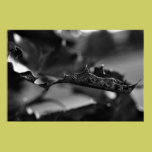 Leaf in Black and White posters