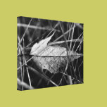 Leaf in the Grass Black and White Photo canvas prints