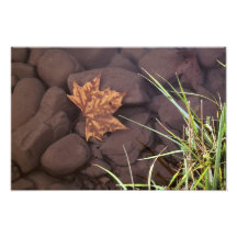 Leaf in the River Art Photo