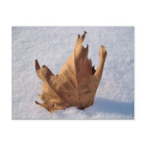 Leaf in the snow,when autumn meets the winter postcards by patrickrp Leaf in the snow,when autumn meets the winter postcards