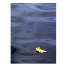 Leaf it alone..... post card