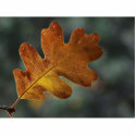 Leaf Leaves photo sculptures by lifesphere Leaf Leaves photo sculptures
