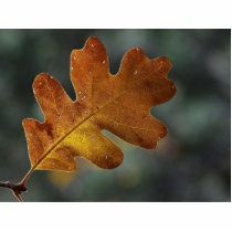 Leaf Leaves photo sculptures by lifesphere Leaf Leaves photo sculptures