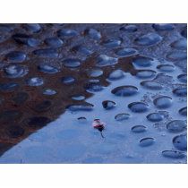 Leaf Leaves Reflection Puddles photo sculptures