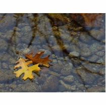 Leaf Leaves Streams Water Reflections photo sculptures