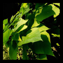 LEAF LIGHTS posters