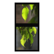 Leaf Magic -  Ficus and Sunlight Personalized Photo Card