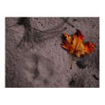 Leaf Next to Mountain Lion Footprint Poster