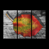 Leaf  of Barnwood canvas prints
