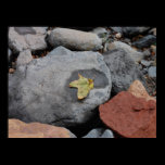 Leaf On A Rock Poster posters