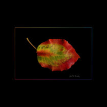 Leaf on Black posters