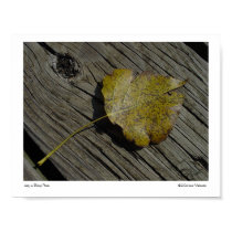 Leaf on Bridge Plank posters