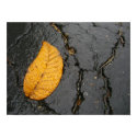 Leaf on the Driveway posters