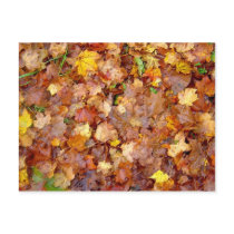 'Leaf Pile' photo postcard by MarDar 'Leaf Pile' photo postcard
