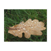Leaf Postcard postcards