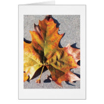 cards, autumn, leaves, fall, nature, photography, yellow, maple, urban, scale leaf, Canadian Red Ensign, xerography, Canadian Confederation, simple leaf, Alexander Muir, entire leaf, Canada, compound leaf, Queen&#39;s Own Rifles of Toronto, chromatic color, Battle of Ridgeway, amplexicaul leaf, Fenians, yellowness, telephotography, motion-picture photography, crenate leaf, parallel-veined leaf, lobed leaf, pictorial representation, picture taking, prickly-edged leaf, dentate leaf, serrate leaf, emarginate leaf, runcinate leaf, erose l, Card with custom graphic design