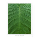 Leaf posters