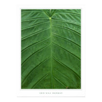 Leaf posters