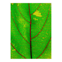 leaf posters