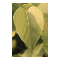 Leaf posters