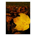 Leaf posters by MarkNijland Leaf posters