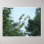 leaf poster