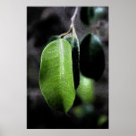 Leaf Print