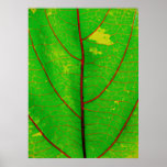 leaf posters