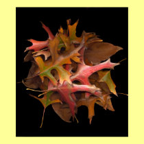 Leaf posters