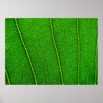 Leaf Posters