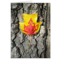 Leaf Series 01: Poplar Flame cards