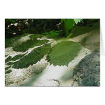 Leaf shadows card