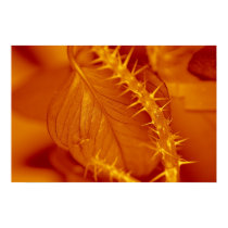 leaf with thorns posters