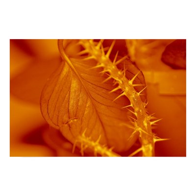 leaf with thorns print by Joenov15