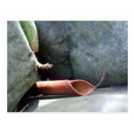 Leafable Postcard