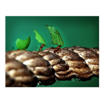 Leafcutter Ants Postcard postcards