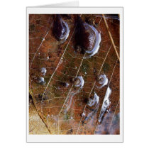 leaflife cards