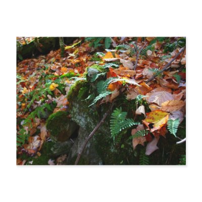 Leafy Fern Post Cards by jetkrazee