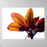 Leafy Plant posters