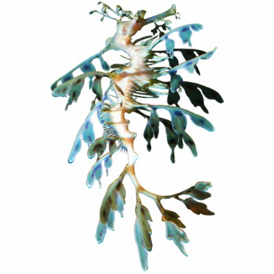 Sea Leaf