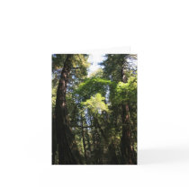 "Leaning Giants" Muir Woods Photo Card by michaelsnydermusic "Leaning Giants" Muir Woods Photo Card