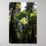 "Leaning Giants", Muir Woods Print