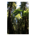 "Leaning Giants" posters
