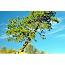 Leaning Pine Acrylic Cut Outs