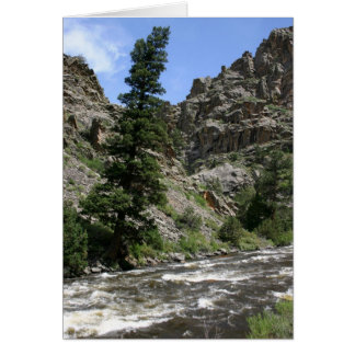 Leaning Tree Cards | Zazzle