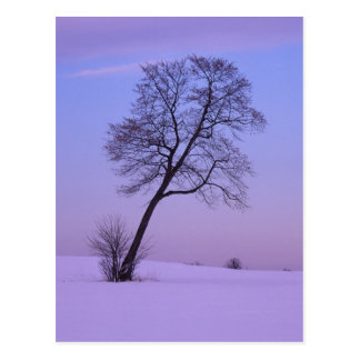 Leaning Tree Cards | Zazzle