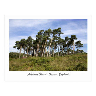 Leaning Tree Cards | Zazzle