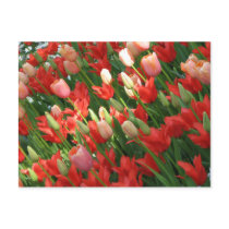 Leaning Tulips postcards